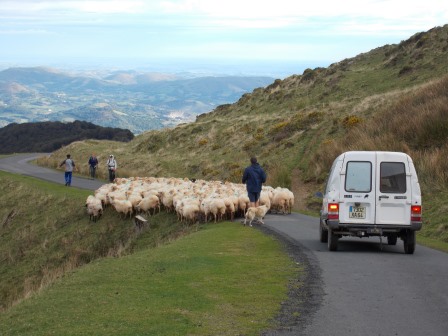 sheep on camino high road