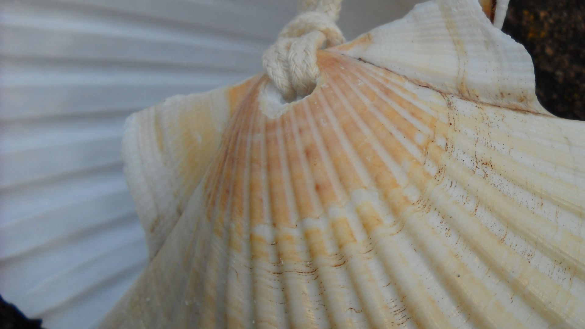 photo of scallop shell symbol of Camino de Santiago