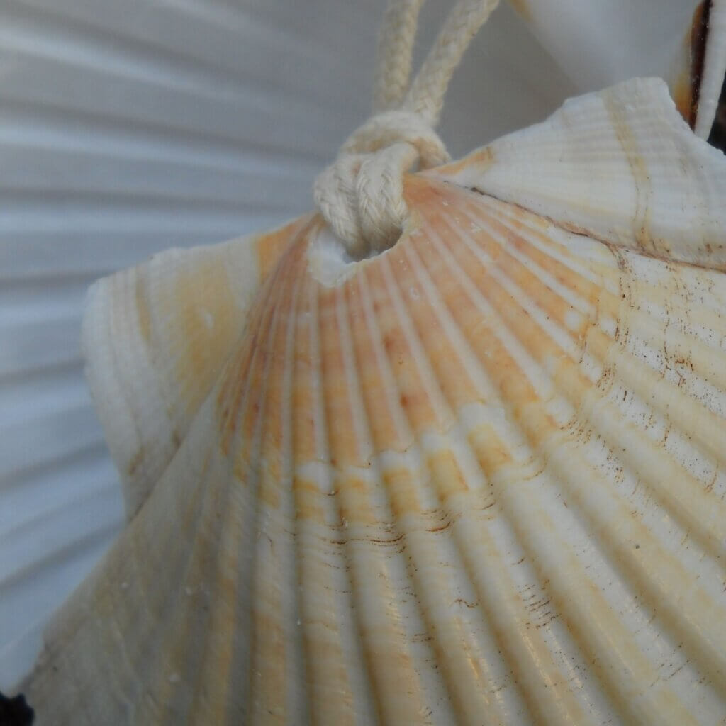 sacllop shell